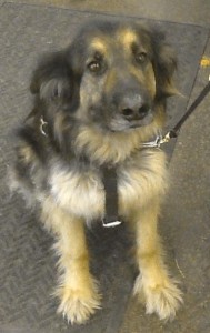 Valli the service dog is looking sweetly up into the camera.