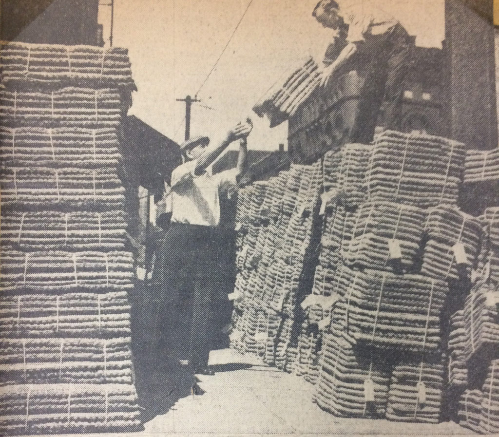 Newspaper image of men stacking cocoa mats in stacks over 8 feet high 